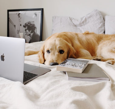 Golden retriever resting on a bed beside a laptop
