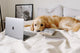 Golden retriever resting on a bed beside a laptop
