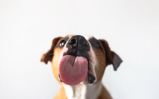 Close-up of a dog licking a glass surface