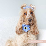 Golden cocker spaniel sitting indoors with the Cocopup London Forget Me Not Collar Flower at the neck