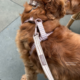 Close-up of a brown dog wearing the London Linen Stripes lead with matching bow tie and harness, by Cocopup London