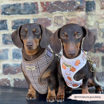 Two dachshunds by a brick wall, one wearing the Pup Plaid harness