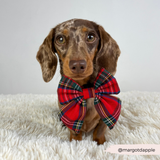 Dachshund wearing the Tartan Sailor Bow Tie while sitting indoors