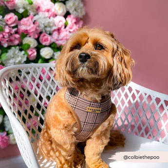 Small brown dog wearing the Pup Plaid harness in front of pink flowers