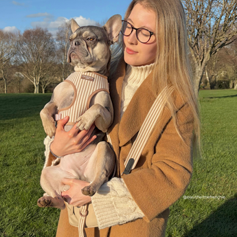 Woman holding a small grey dog outdoors wearing the London Linen Stripes harness, by Cocopup London