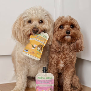 Two small dogs with Birthday Cake and other Meaty Licks peanut butter pouches indoors