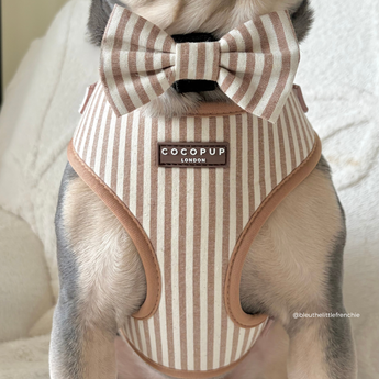 Close-up of a grey dog wearing the London Linen Stripes harness with a striped sailor bow tie, by Cocopup London