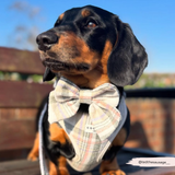 Black and tan dachshund wearing the Oxford Plaid bow tie and matching harness outdoors
