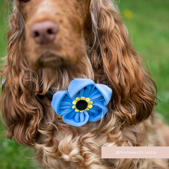 Close-up of a brown cocker spaniel outdoors wearing the Cocopup London Forget Me Not Collar Flower