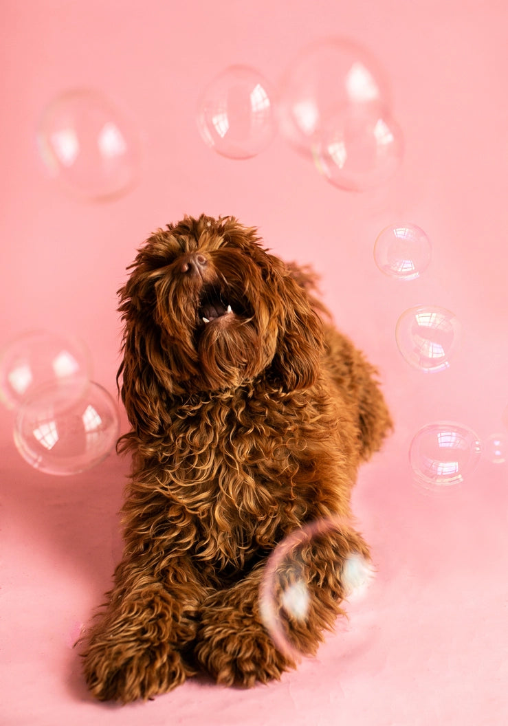 Doughnut Flavoured Bubbles