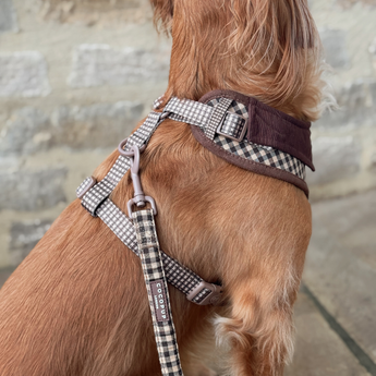 Close-up of Cotswolds Check lead clipped to the back of a brown spaniel's harness