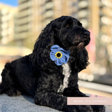 Black curly-coated dog sitting on a city terrace wearing the Cocopup London Forget Me Not Collar Flower