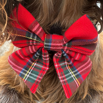 Close-up of the Tartan bow tie fastened to a dog's collar
