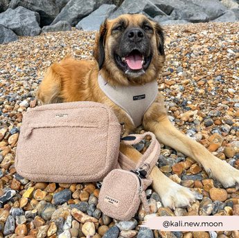 Teddy Rupert treat pouch and matching walking bag arranged beside a dog on a pebble beach