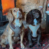 Two spaniels sitting indoors in coordinating checked Cocopup London harnesses
