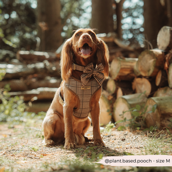 Chestnut spaniel wearing Pup Plaid accessories in front of stacked logs