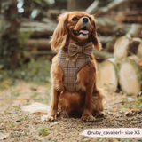 Chestnut cavalier wearing the Pup Plaid harness while sitting in woodland