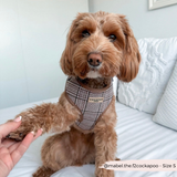 Brown doodle wearing the Pup Plaid harness while offering a paw on a white sofa