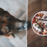 Official brand photo: Zoomies slow feeder bowl | Fig, view 2