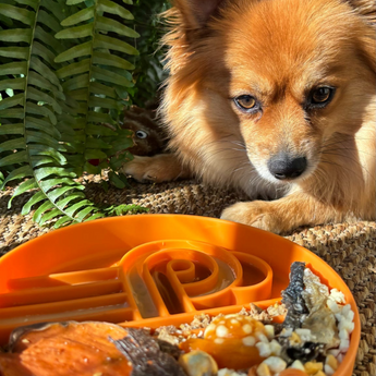 Official brand photo: Zoomies slow feeder bowl | Pumpkin, view 2