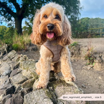 Brown doodle wearing the Pup Plaid harness on rocky ground outdoors