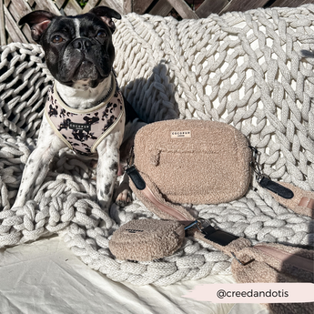 Black and white French bulldog beside Teddy Rupert walking bag and matching accessories on a sofa