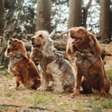 Three spaniels wearing Pup Plaid bow ties and harnesses together in woodland