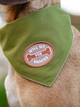 Will Sit For Snacks opstrijk patch voor honden