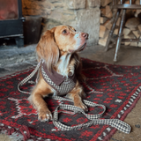 Brown spaniel lying indoors in checked harness with Cotswolds Check lead looped around its paws