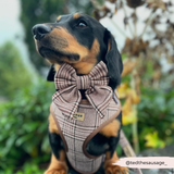 Black and tan dachshund wearing the Pup Plaid bow tie and harness in a garden