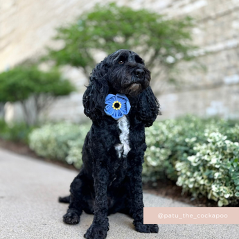 Black curly-coated dog sitting on a garden path wearing the Cocopup London Forget Me Not Collar Flower