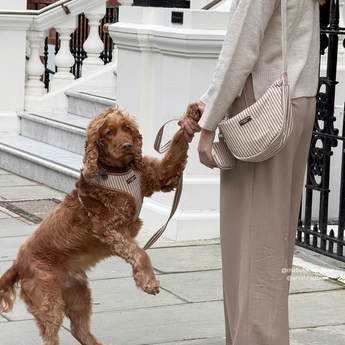 Small brown curly-coated dog greeting a woman on a city pavement in the London Linen Stripes harness, by Cocopup London