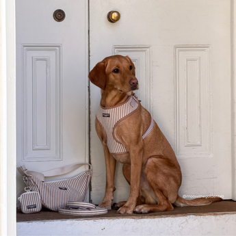 Brown short-haired dog sitting outside a front door wearing the London Linen Stripes harness, by Cocopup London