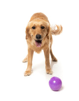Golden dog standing beside the FuzzYard Truth Tellin' Treat Ball