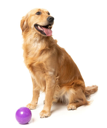 Golden dog sitting beside the FuzzYard Truth Tellin' Treat Ball