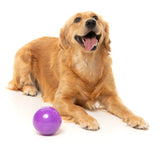 Golden dog lying beside the FuzzYard Truth Tellin' Treat Ball