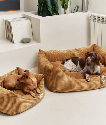 Dogs resting in mustard corduroy CAFIDE Snozy dog beds