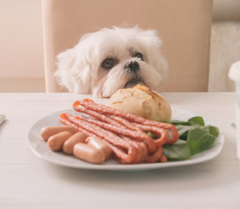 What to Add to Dog Food for Picky Eaters
