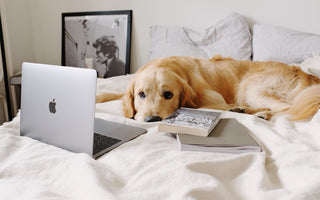 Golden retriever resting on a bed beside a laptop