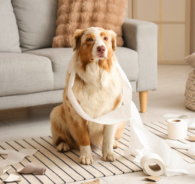 Dog sitting among scattered rolls of paper at home