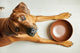 Dog lying beside an empty food bowl