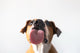 Close-up of a dog licking a glass surface