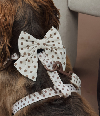Rear view of a brown dog wearing the Tiramisu Polka Dot bow tie with a matching harness