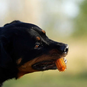 Rub Teether Clean Dog Toy