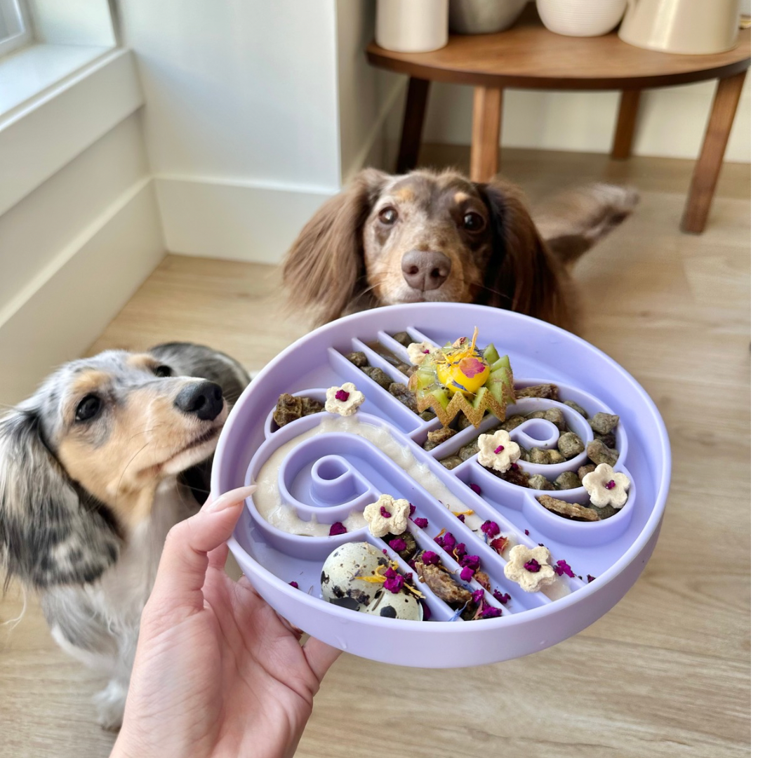 Zoomies slow feeder bowl