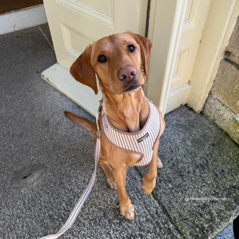 Brown short-haired dog standing by a doorway wearing the London Linen Stripes harness, by Cocopup London