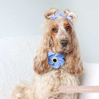 Golden cocker spaniel sitting indoors with the Cocopup London Forget Me Not Collar Flower at the neck