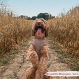 Brown doodle wearing the Pup Plaid harness on a path through tall grass