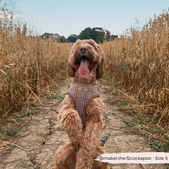Brown doodle wearing the Pup Plaid harness on a path through tall grass