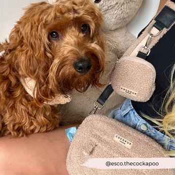 Brown cockapoo beside a Teddy Rupert bag and matching treat pouch worn by a seated person